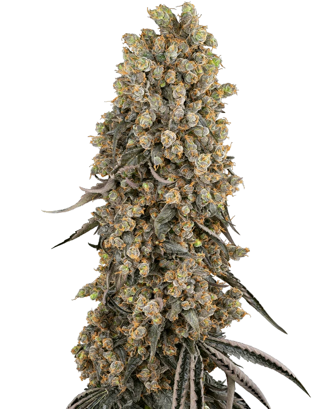 Sensi Seeds Cannabis Seeds Atomic Blue Dream Feminized