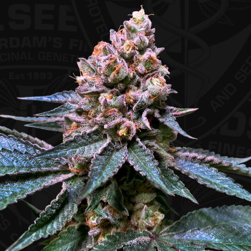 T.H.Seeds™ Cannabis Seeds Bastards Line: Black Apple Hitchcock, 6+1 specialpack, feminiserad