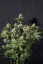 Fast Buds Sjemenke kanabisa Narančasti šerbet FF