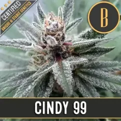 Blimburn Seeds Cannabisfrön Cindy 99 Feminiserade