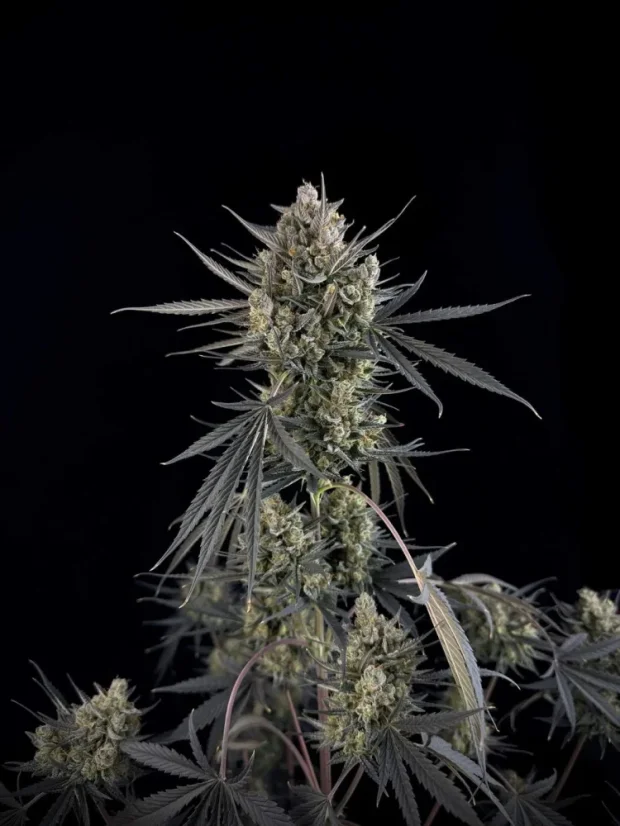 Fast Buds Насіння канабісу Pound Cake Auto