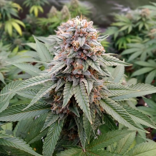 Royal Queen Seeds Seminte de canabis Gelato de nunta feminizat