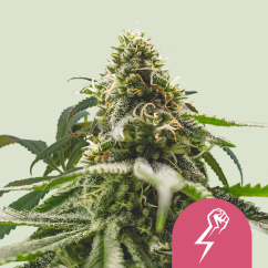 Royal Queen Seeds Sjemenke konoplje Green Crack Punch feminizirane
