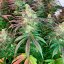 Silent Seeds Seminte de canabis exotice LA Vanilla Cake feminizate