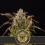 Blimburn Seeds Семена от канабис Grizzly Purple Kush Feminized