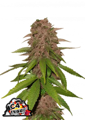 Fast Buds Sjemenke konoplje C4 Auto