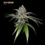 T.H.Seeds™ Seminte de canabis Mon Cherry, pachete diverse, feminizate