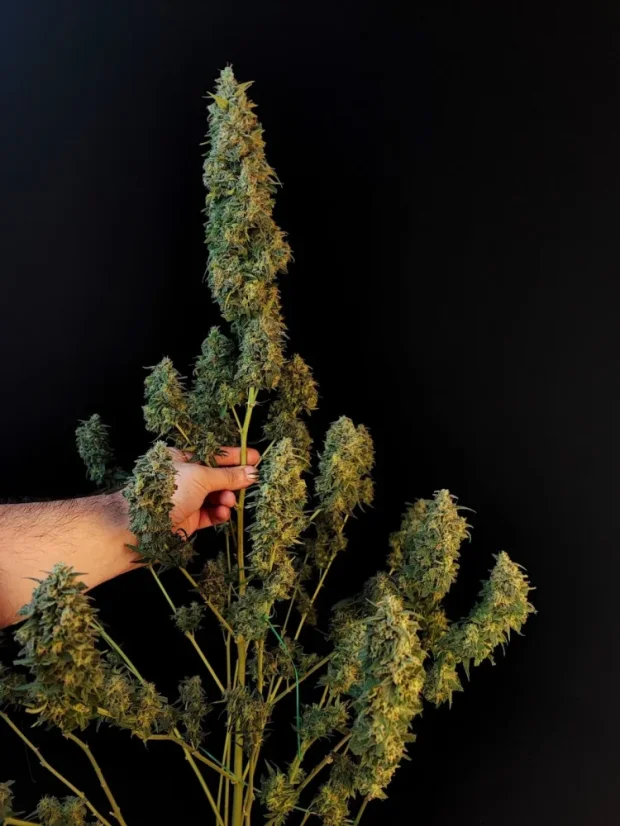 Fast Buds Sjemenke konoplje Sour Diesel Auto