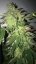 T.H.Seeds™ Seminte de canabis Shiloh Z, pachet 5+1, feminizate
