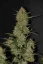 Fast Buds sjemenke konoplje OG Kush Auto