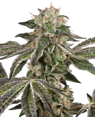 Semințe de canabis Sensi Seeds Runtz Automatic Autoflowering