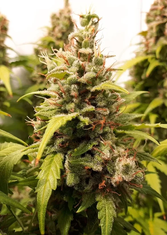 Dutch Passion Seminte de canabis Auto Critical Orange Punch® Autoflowering