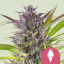 Royal Queen Seeds Seminte de Canabis Green Gelato Feminizate
