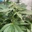T.H.Seeds™ Seminte de canabis Melon Vader, pachet 5+1, feminizate