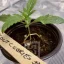 Blimburn Seeds Hanfsamen Girl Scout Cookies Feminisiert