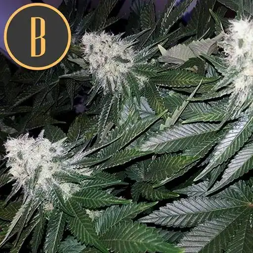 Blimburn Seeds Semena konoplje Wombat Feminized