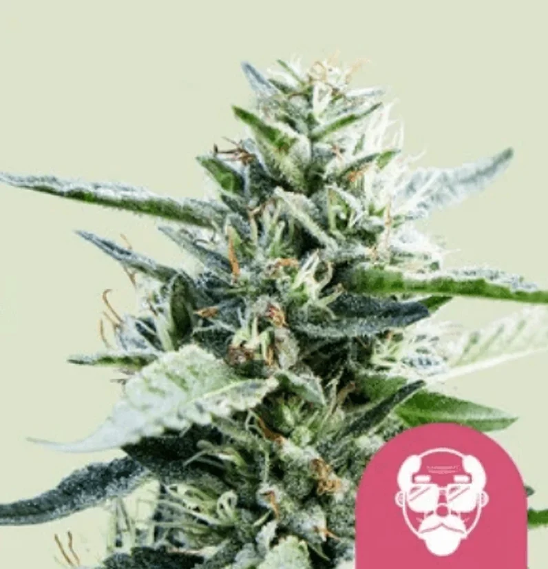 Royal Queen Seeds Graines de cannabis Grandaddy Purple Féminisées