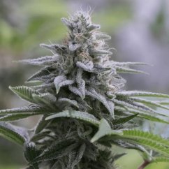 Silent Seeds Semințe de canabis exotice Zkittlez 2.0 feminizate