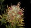 T.H.Seeds™ Seminte de canabis Auto MK-Ultra™, pachet 5+1, feminizate