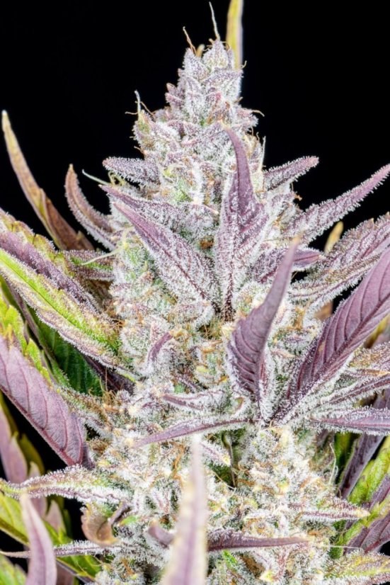 Fast Buds Sjemenke kanabisa Ljepilo za vjenčanja Auto