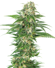 Sensi Seeds Cannabisfrø Early Skunk Automatic® Feminized, 3-10 stk.