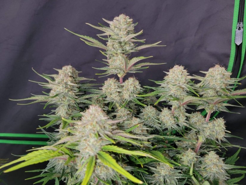 Fast Buds Sjemenke konoplje Marelica Auto