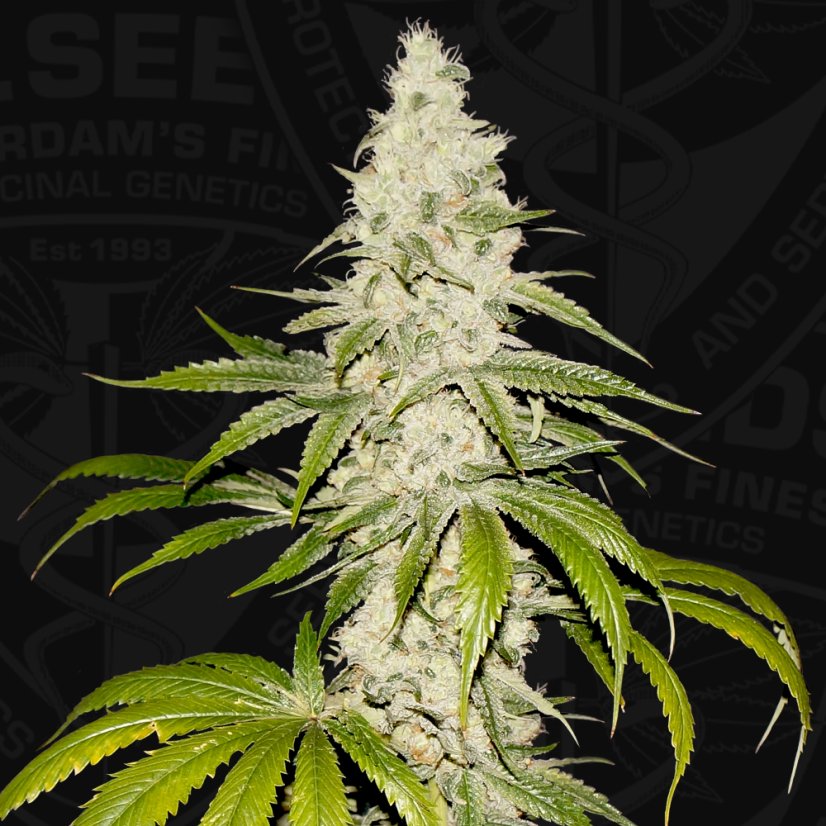 T.H.Seeds™ Cannabisfrø Mont Blanc, 6+1 specialpakke, feminiseret