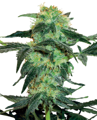 Sensi Seeds Semințe de canabis White Ice feminizate de White Label, 3-10 buc.
