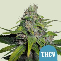 Royal Queen Seeds Sjemenke konoplje Royal THCV feminizirane (Visoki CBD)