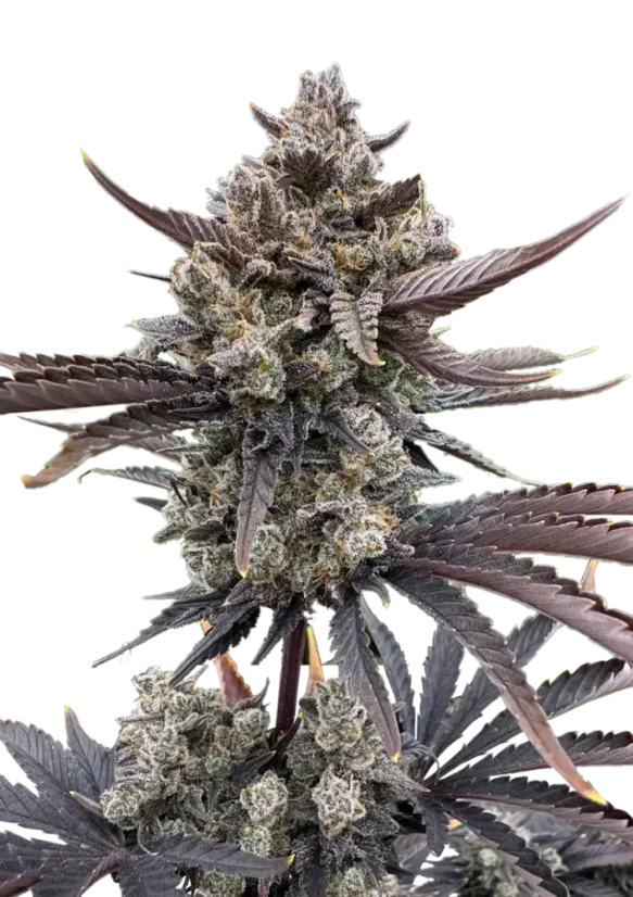 Fast Buds Cannabis Seeds Banana Purple Punch Auto RF3