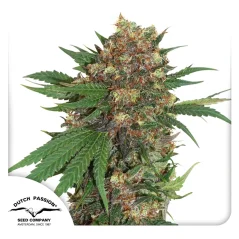 Dutch Passion Seminte de canabis Master Kush feminizate