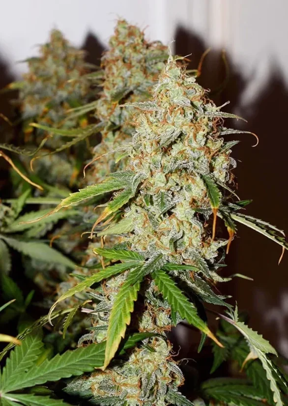 Dutch Passion Seminte de canabis Auto Brooklyn Sunrise® Autoflowering