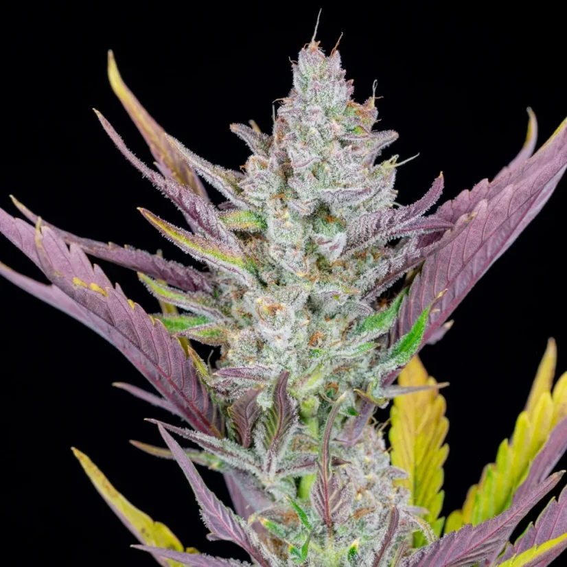 Fast Buds Sjemenke kanabisa Ljepilo za vjenčanja Auto