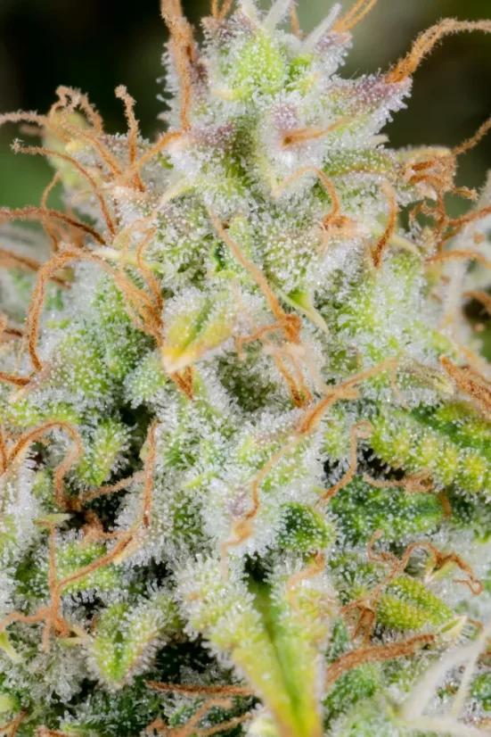 Fast Buds Sjemenke Kanabisa Cinderella Auto