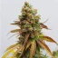 Royal Queen Seeds Semințe de canabis Special Queen #1 feminizate