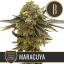 Blimburn Seeds Semi di Cannabis Maracuya di Nikki Swami's Femminizzati
