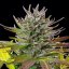 Royal Queen Seeds Semințe de canabis AMG feminizate