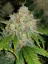 Fast Buds Biji Ganja Zkittlez Auto