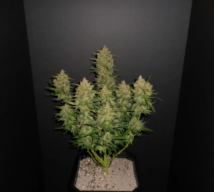 Fast Buds Sjemenke konoplje Limun AK Auto