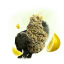 Eighty8 Chanvre CBD fleur Super Skunk -1 à 25 grammes