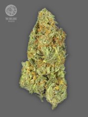 The Bulldog Seeds TB Gorilla Auto, 3 dan 5 pcs