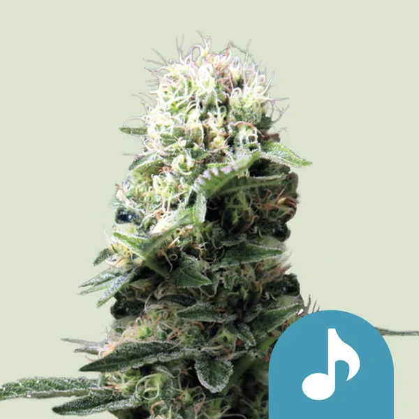Royal Queen Seeds Cannabis Seeds Dance World Feminized (korkea CBD)