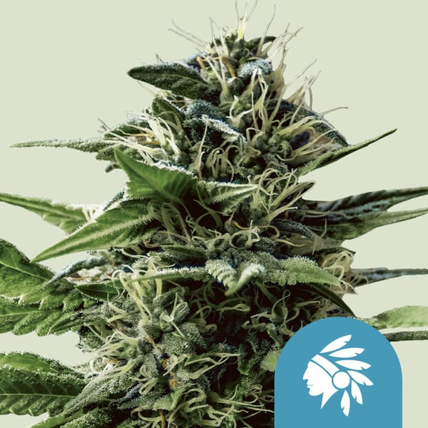 Royal Queen Seeds Cannabis Seeds Tatanka Pure Feminized (korkea CBD)