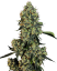 Sensi Seeds Semințe de canabis OG Kush feminizate de White Label, 3-10 buc.