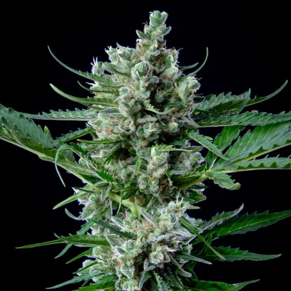 Royal Queen Seeds Семена от канабис Royal Bluematic Auto