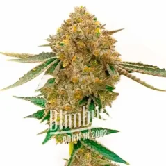 Blimburn Seeds Seminte de canabis Durban Poison Auto