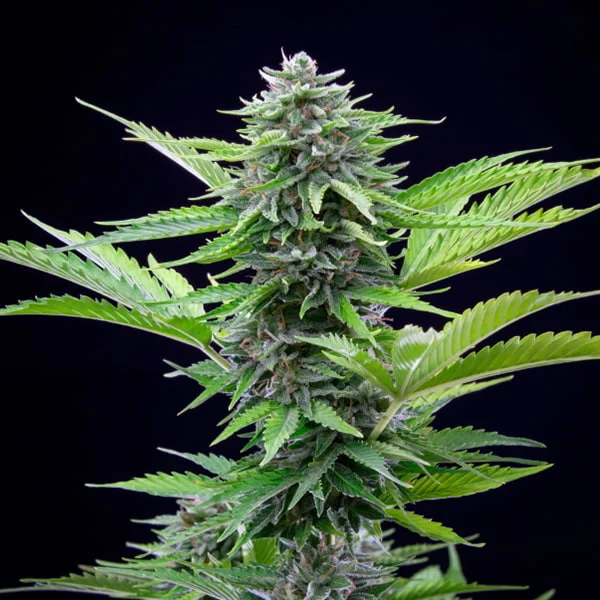Royal Queen Seeds Cannabis Seeds Fast Eddy Auto (korkea CBD)