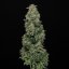 Doctor´s Choice Graines Chronic Fast F1 BX Régulières