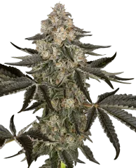 Sensi Seeds Semințe de Cannabis Sauvignon Blanc Autoflowering