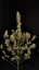 Fast Buds Sjemenke Kanabisa Critical Auto